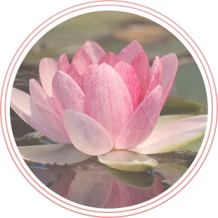 A pink lotus flower is floating in the water