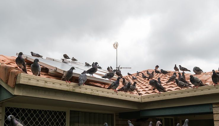 Flock of pigeons on a terracotta tiled roof with a cloudy sky in the background.