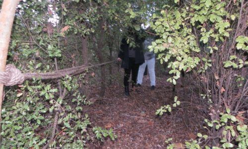 Two people are walking through a lush green forest.