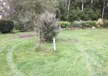 A lush green field with trees and bushes in the background.