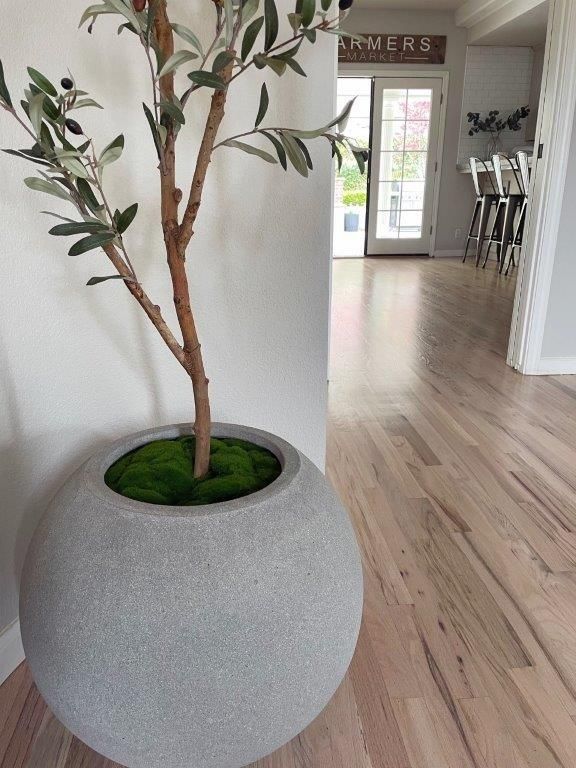 A large, round gray planter with an olive tree inside, next to a light wood floor.