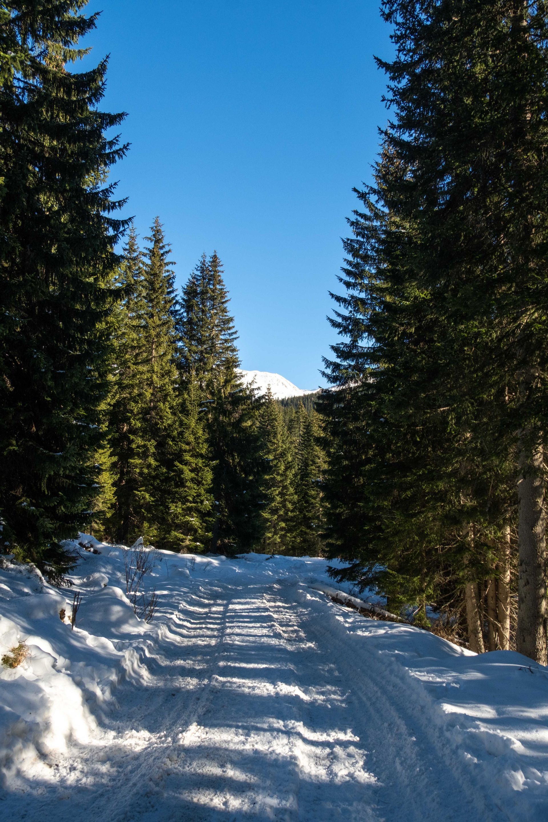 Snowmobile Trail Systems