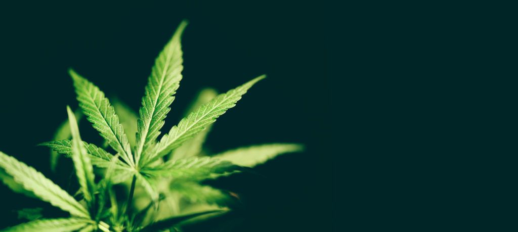Cannabis Leaves — Washington, DC — Cogent Law Group