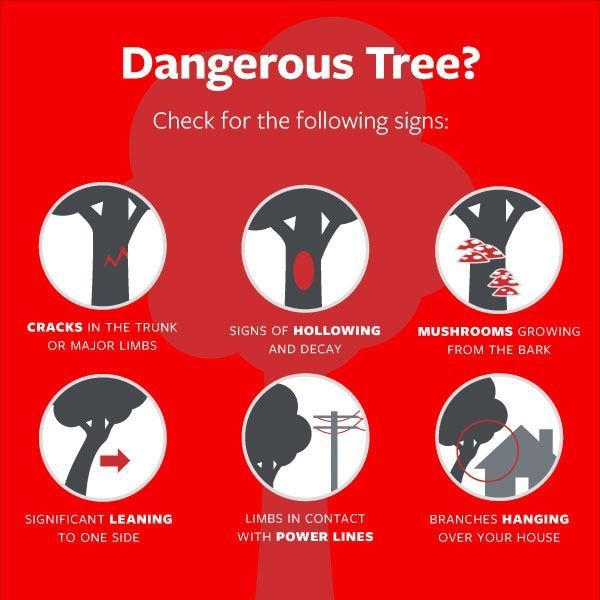 Signs of dangerous tree