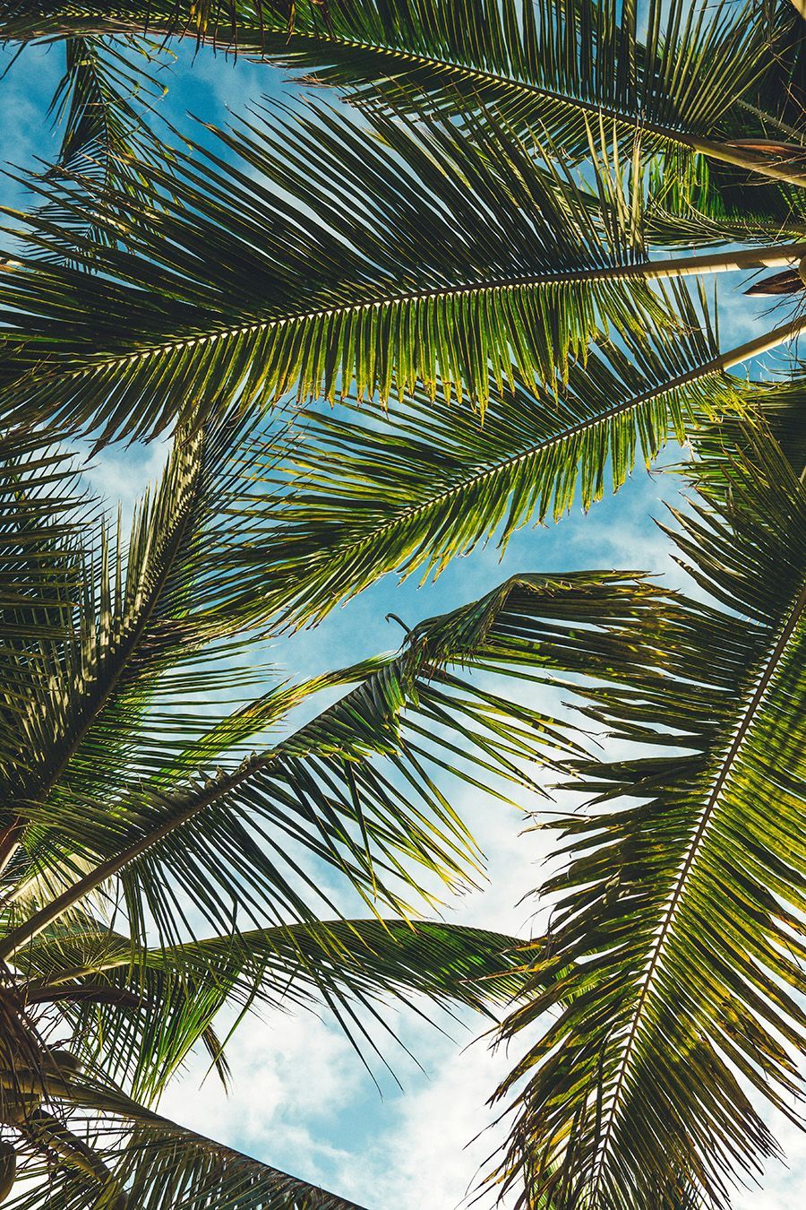 Low-angle view of vibrant green palm fronds silhouetted against a bright blue sky with soft, wispy clouds.