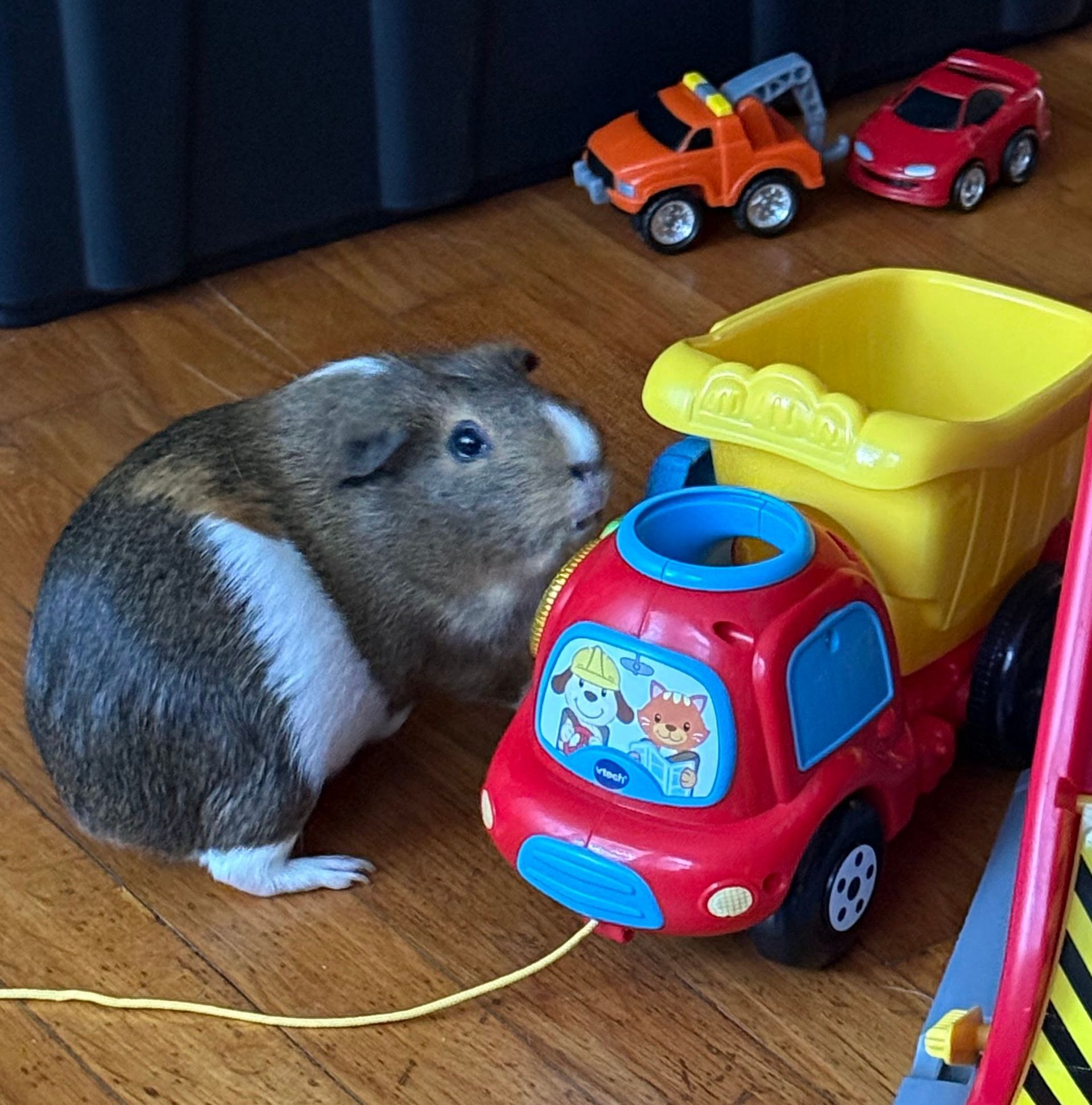 Guinea pig with white and brown fur near a red and yellow toy truck and other toy cars on a wooden floor.