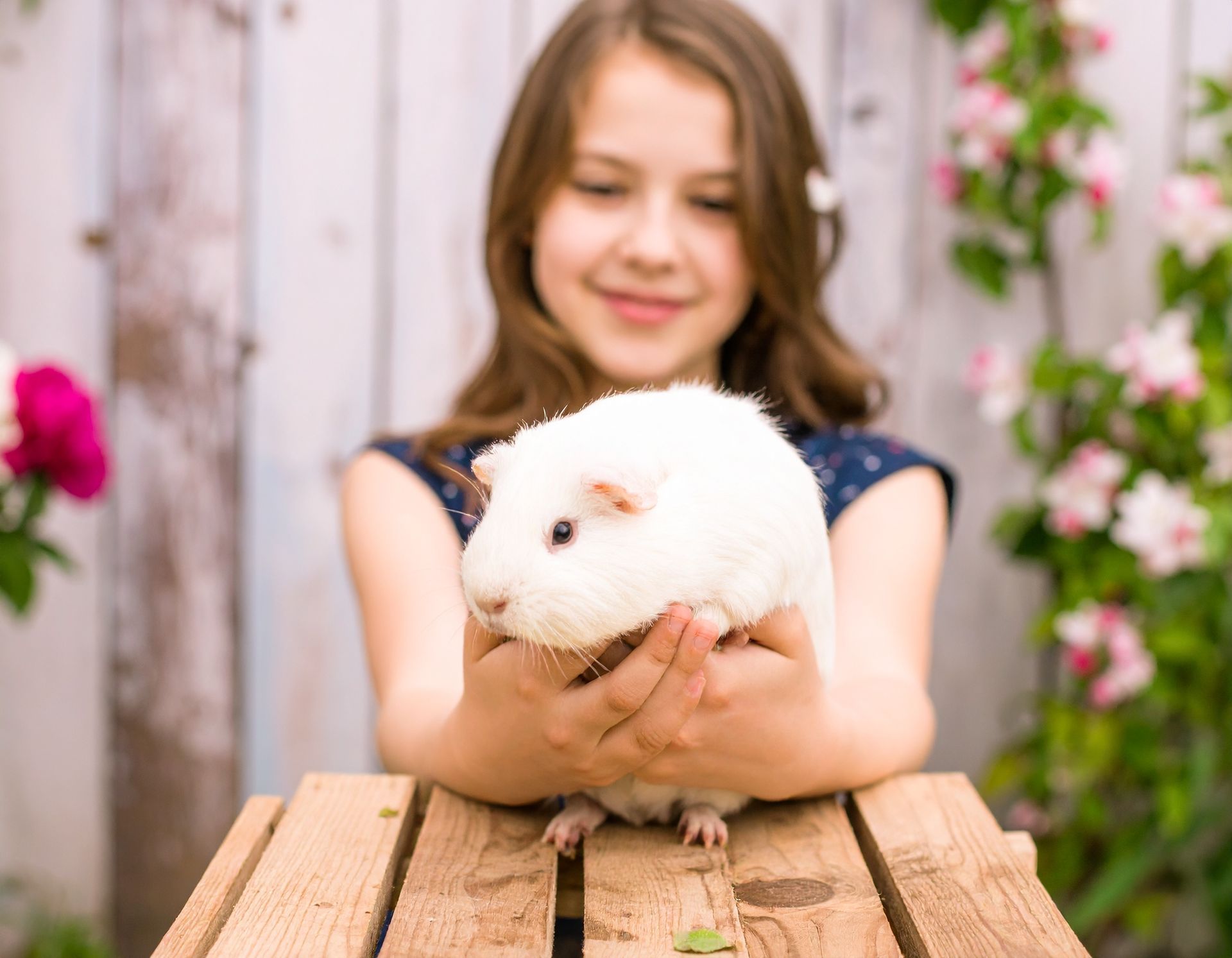 Girl holding a white guinea pig, smiling outdoors. Wooden crate in foreground, flowers and white fence in background.