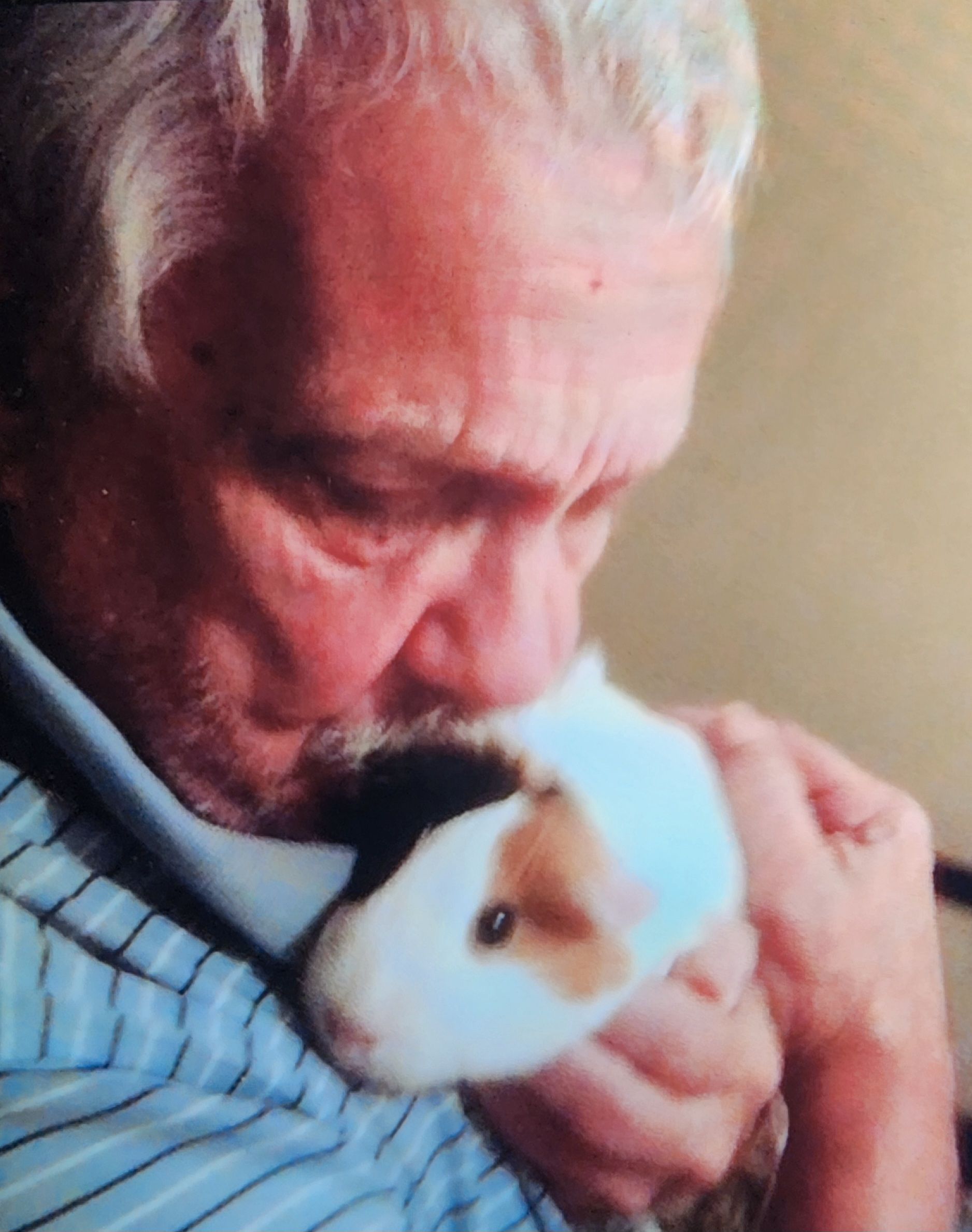 An older man with gray hair kisses a white and brown guinea pig close to his face.