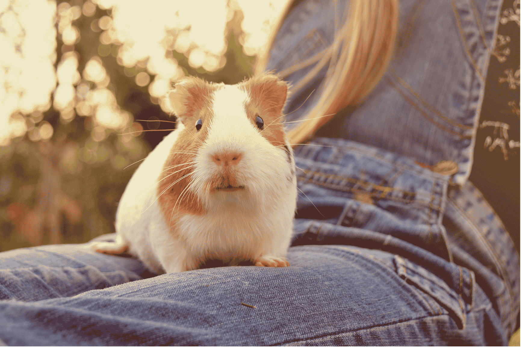 Guinea pig on person's lap, outdoors. White and brown fur, wearing blue overalls.
