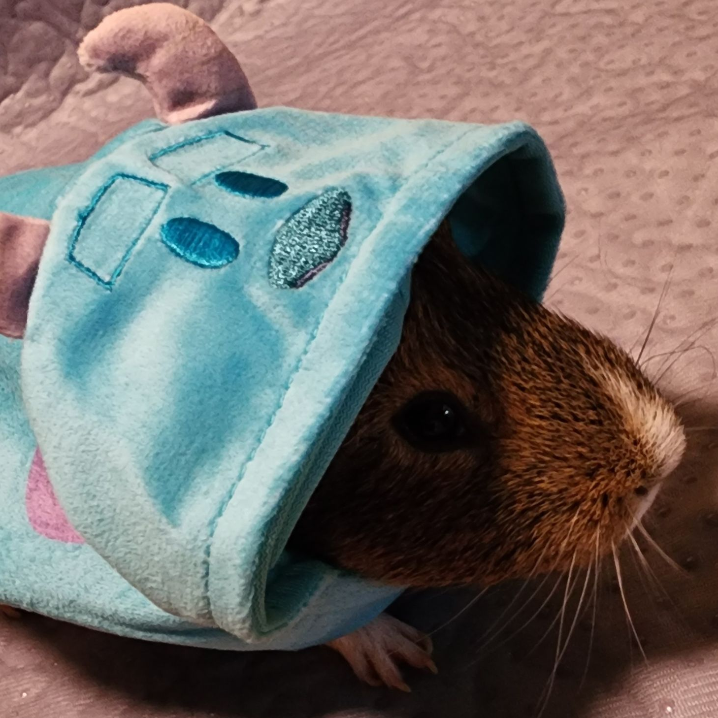 Guinea pig in a light blue hooded costume with ear accents; brown and white fur visible.