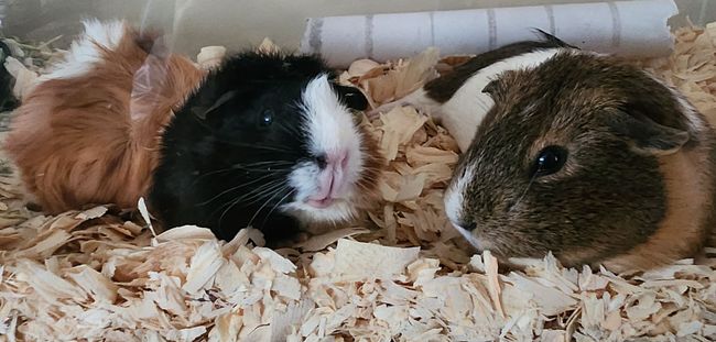 Three guinea pigs in a cage with wood shavings. One is black and white, one brown and white, and one is brown.