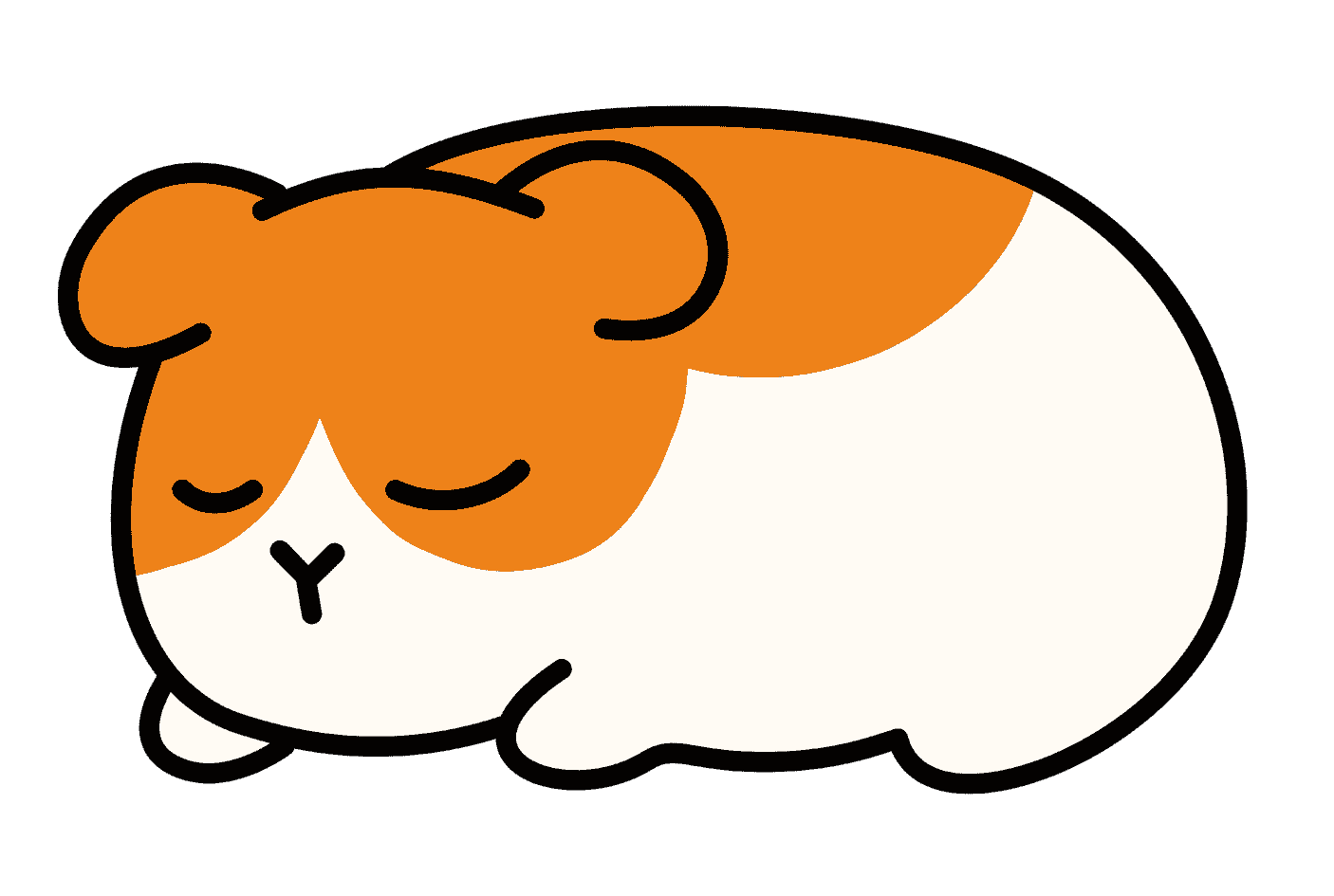 Sleeping guinea pig, orange and white fur, closed eyes.