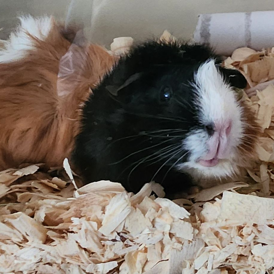 Two guinea pigs nestled in wood shavings; one black and white, the other brown and white.