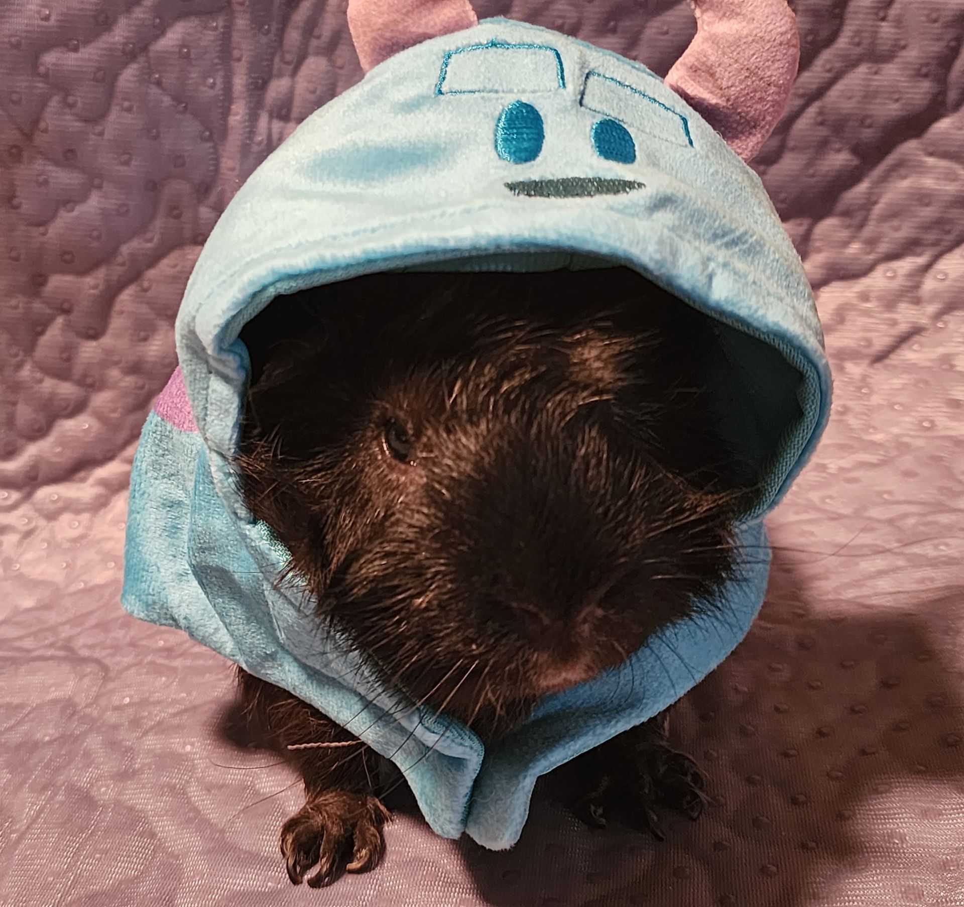 Guinea pig wearing a Sully (Monsters Inc.) costume; blue and purple, looking forward.