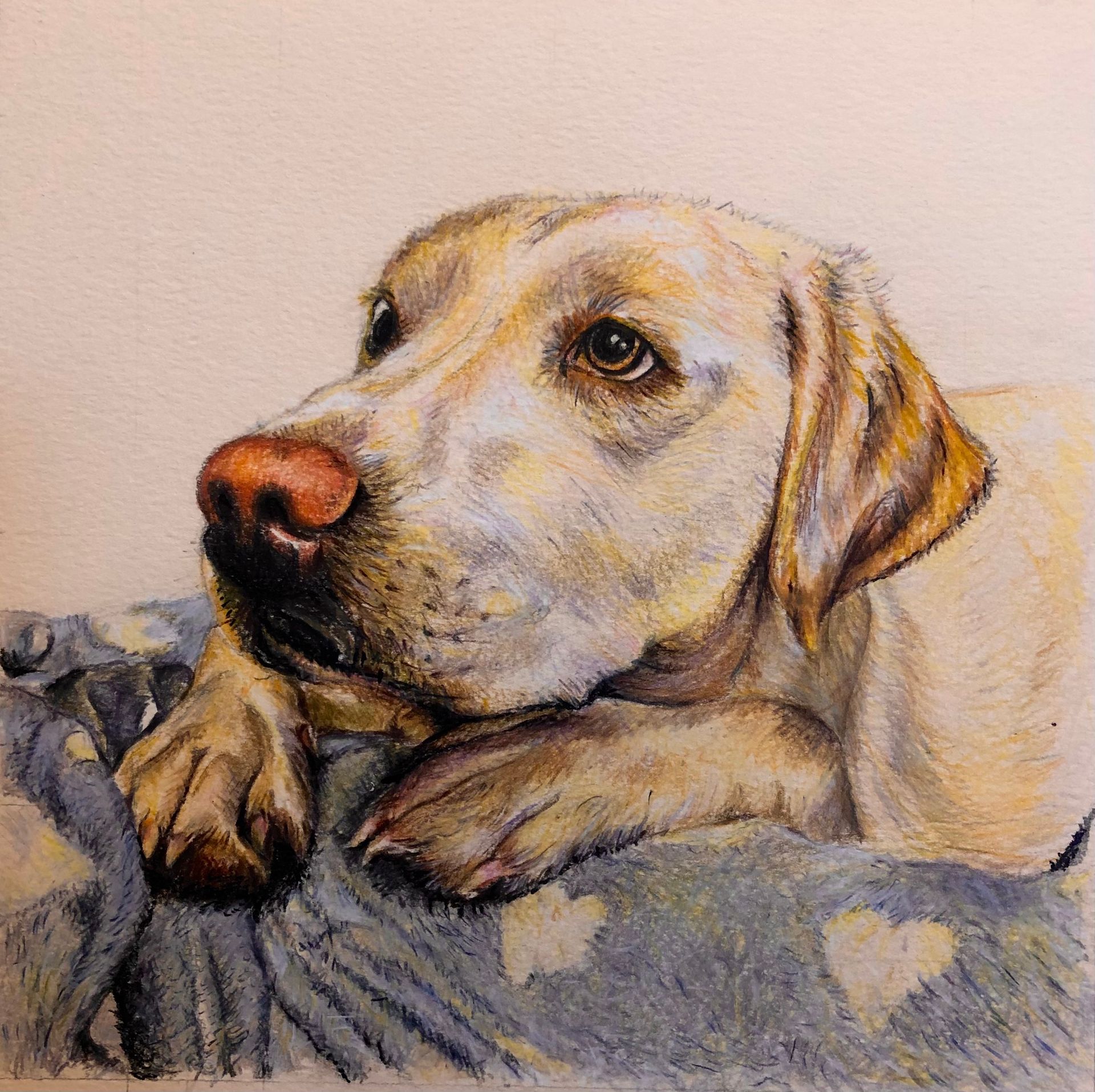 Pencil drawing of Dog drawing by Ben Mayhew