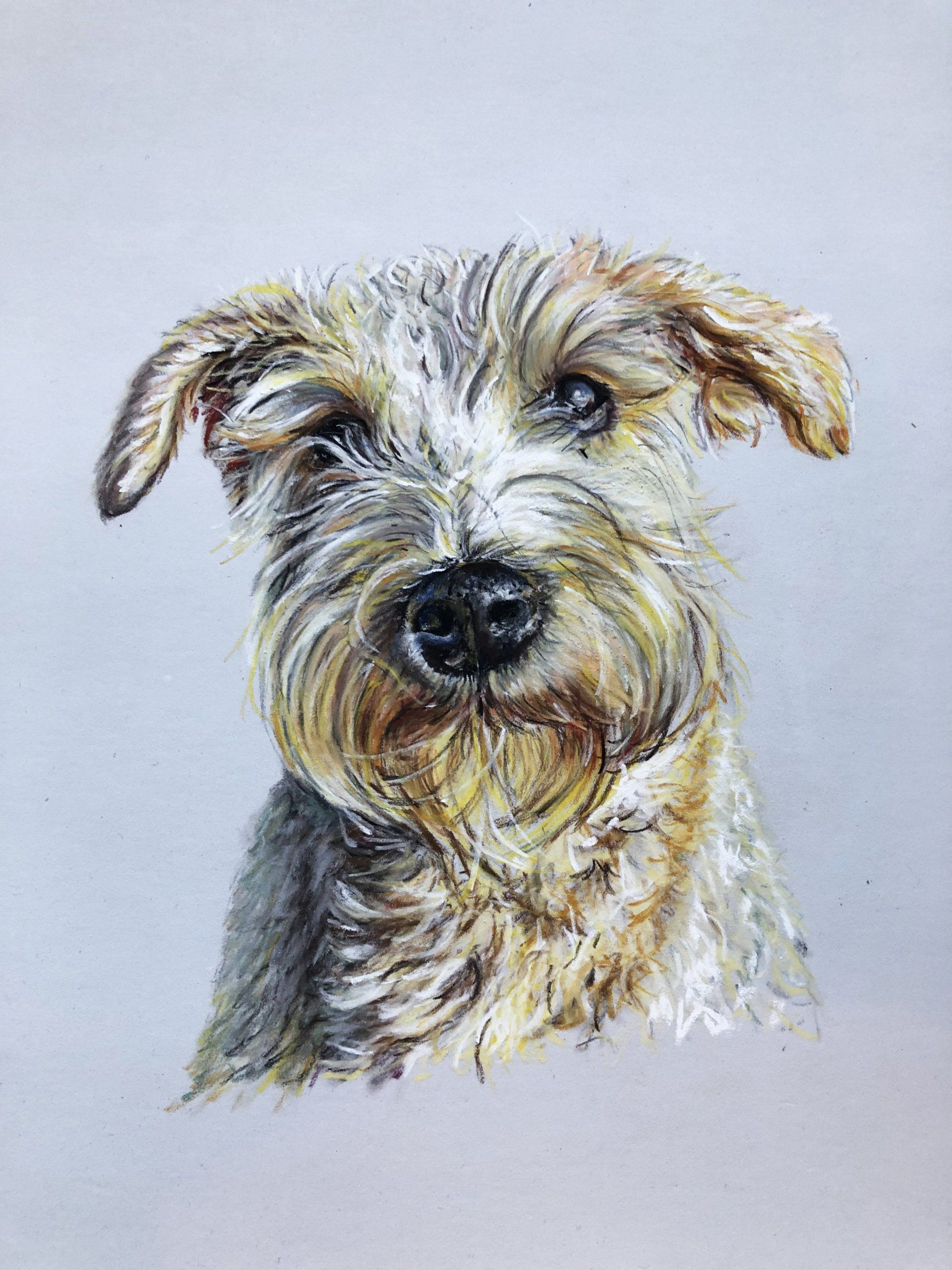 Dog chalk drawing by Ben Mayhew