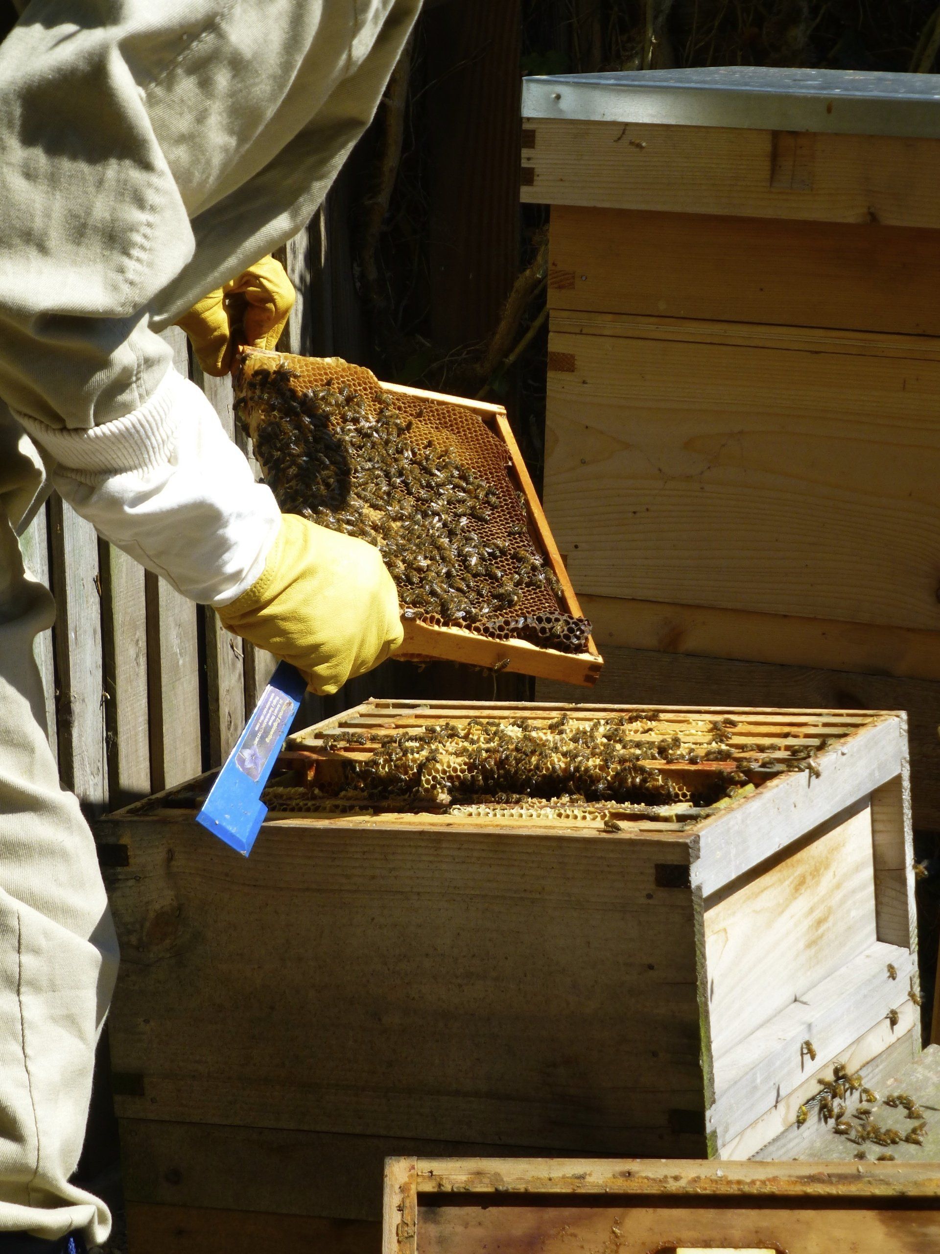 Tim Robins Beekeeping