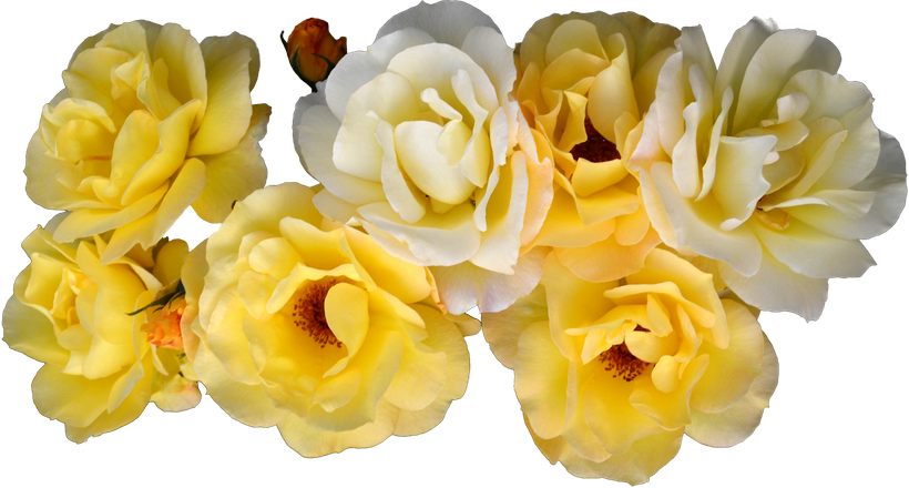 Yellow and cream roses in full bloom.