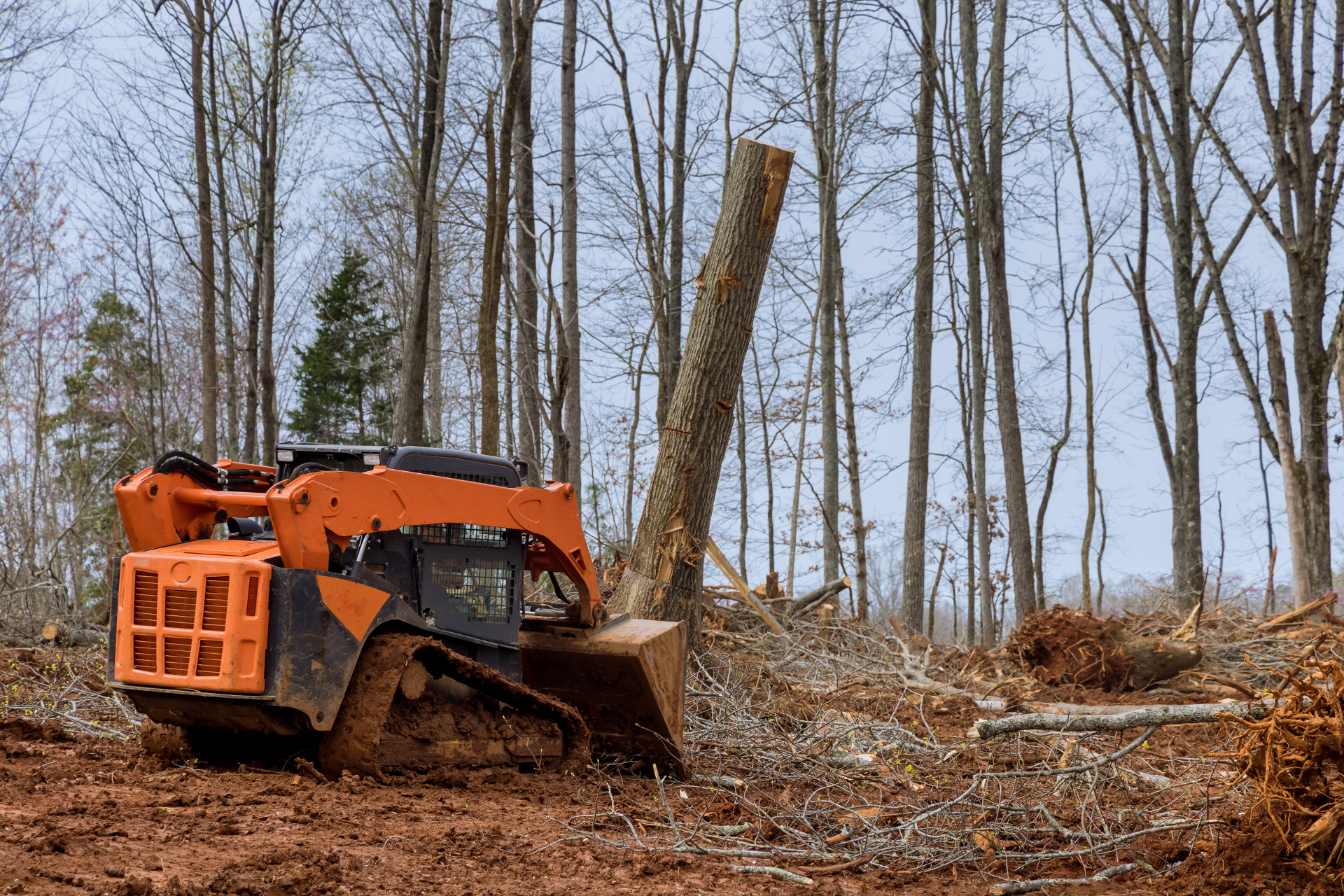 A bulldozer is cutting down trees in a forest.