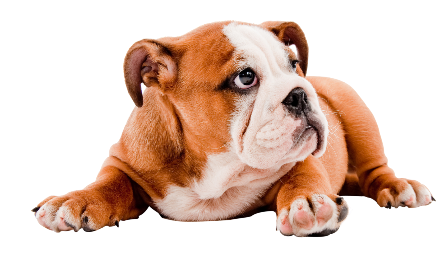 We're pet friendly This is an image of an adorable dog
