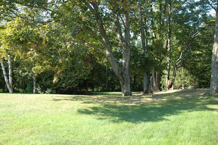 Grassy clearing with several large trees, sunlight dappling the ground.