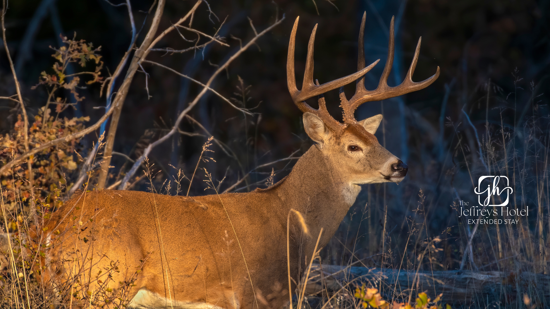 Majestic buck deer near Osceola, Iowa with large antlers, lit by sunlight, standing near dry brush.