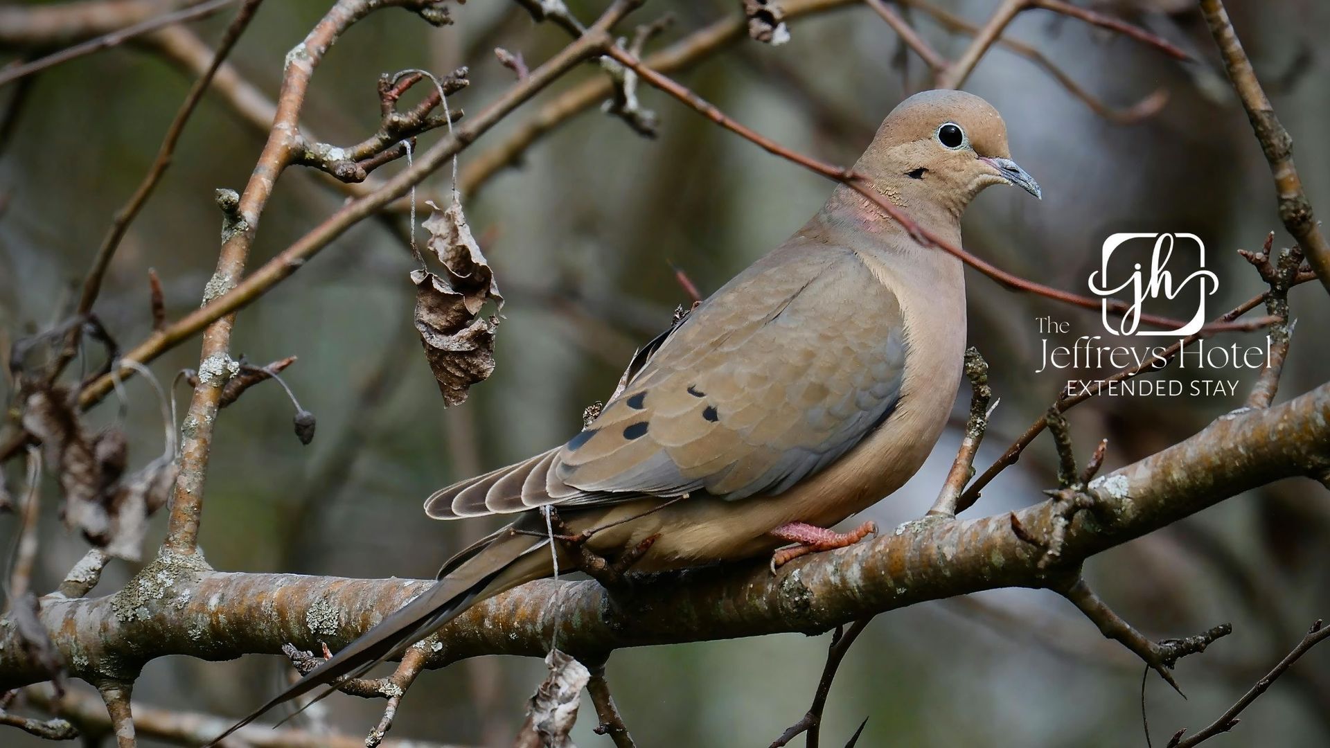 Mourning dove perched on a tree branch near Osceola, Iowa. Brown plumage, dark spots on wings.