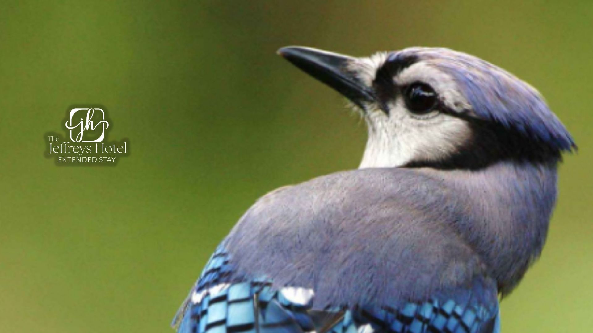 Blue jay with blue, black, and white feathers, looking up against a green background.