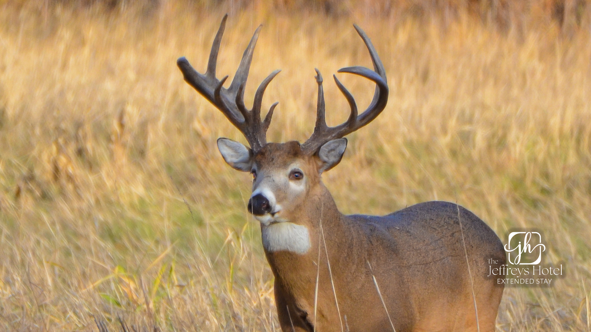 Deer standing out in a field near Osceola, Iowa