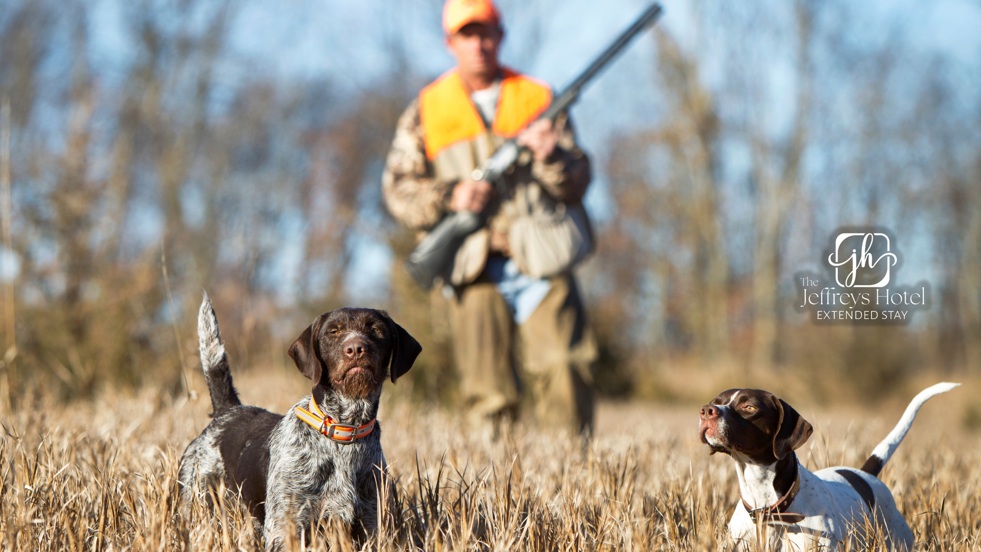 Two hunting dogs in a field near Osceola, Iowa with a hunter in the background, holding a gun.