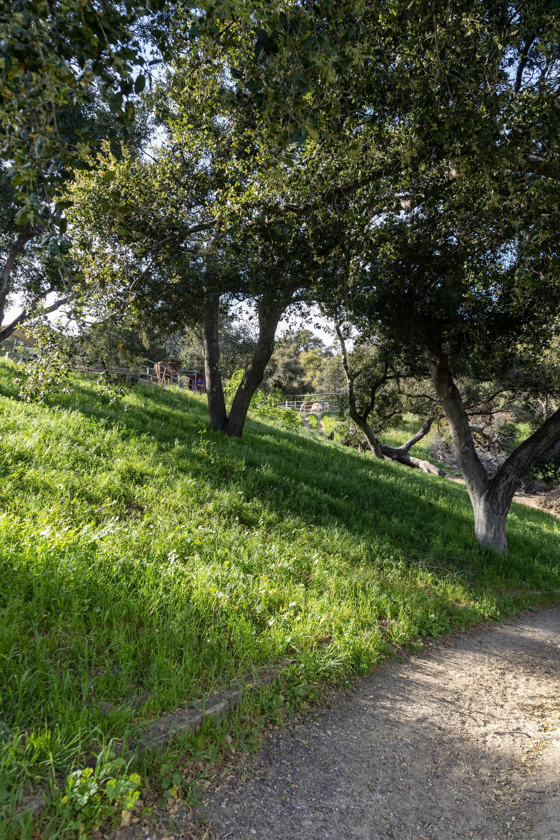 A dirt path winds through a grassy hillside surrounded by trees.
