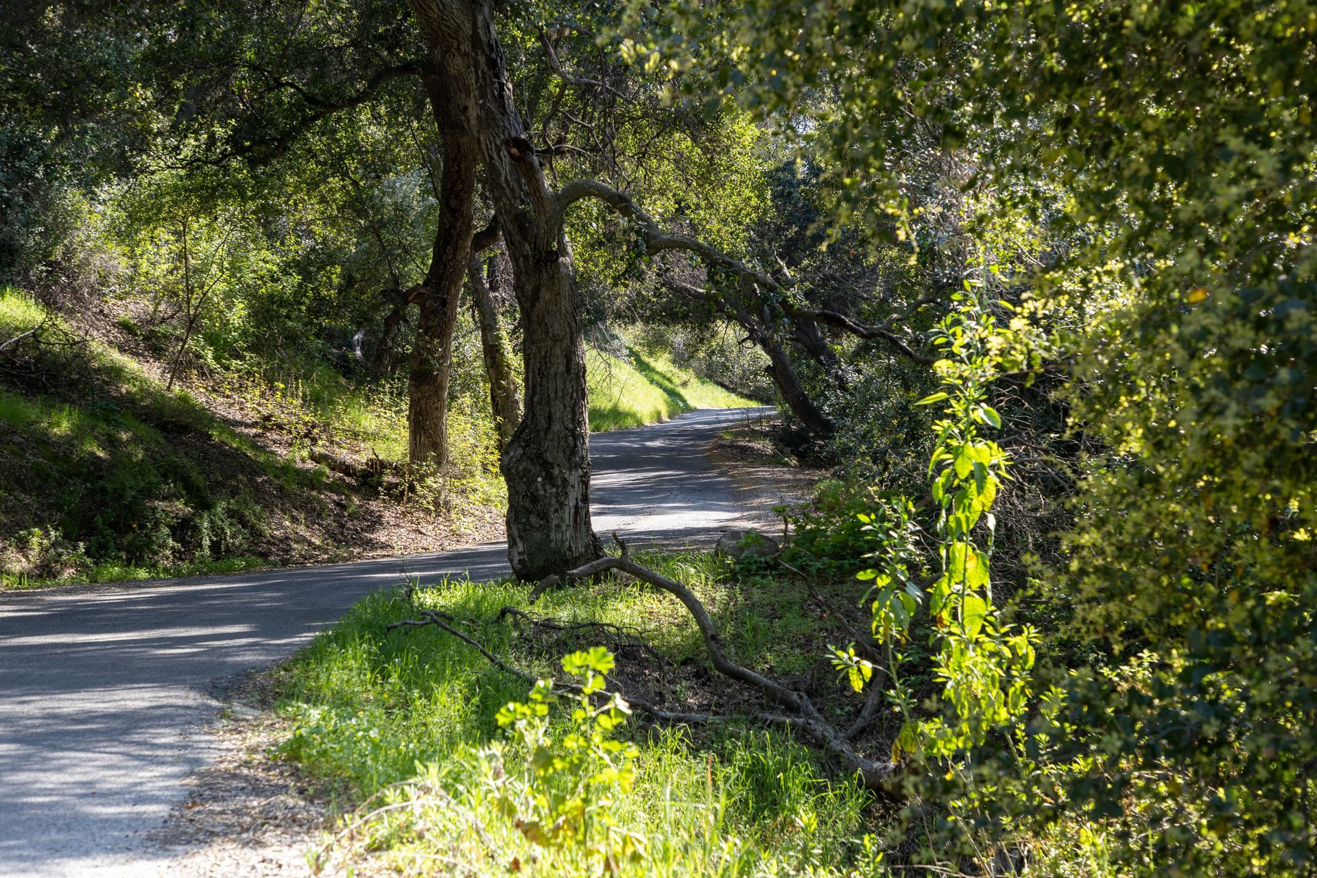 A dirt road surrounded by trees and grass on a sunny day.