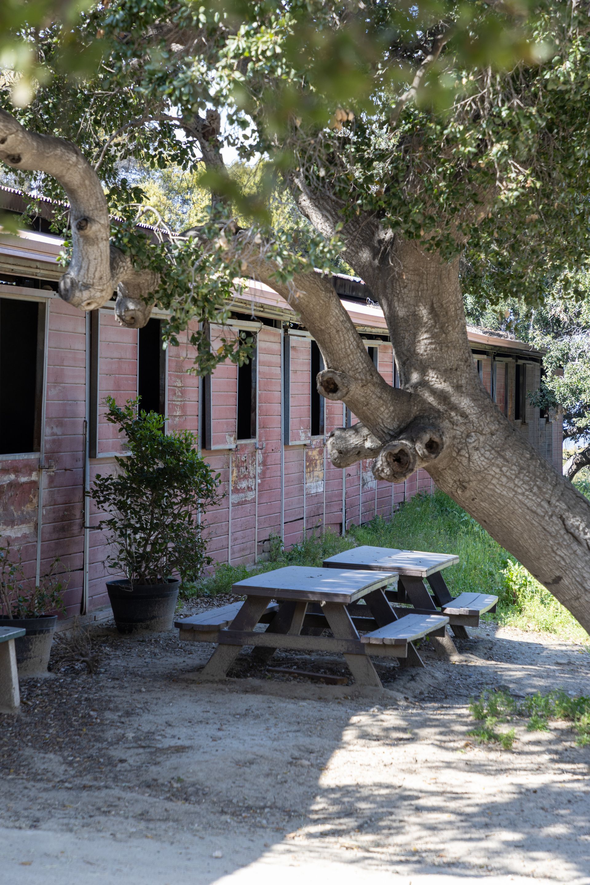 A picnic table under a tree in front of a building
