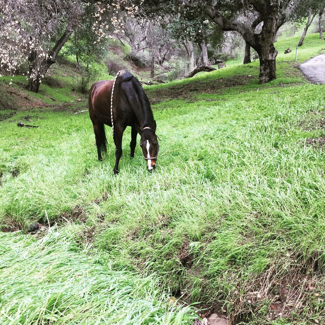 A horse is grazing in a grassy field next to a road.