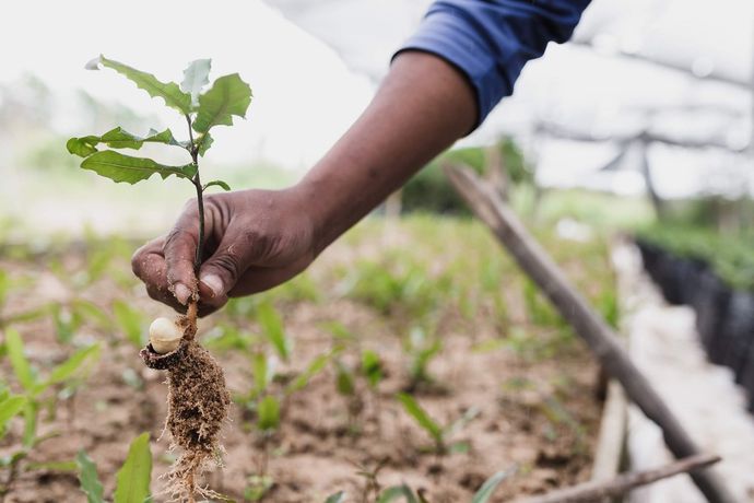 Plant A Tree