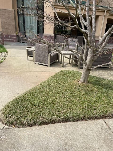 A small tree surrounded by green ground cover on a concrete patio with outdoor seating and a building in the background.