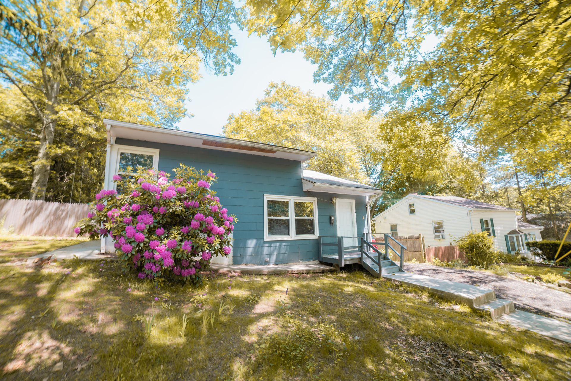 A blue house with a vibrant pink hydrangea bush in the front yard, surrounded by trees on a sunny day.