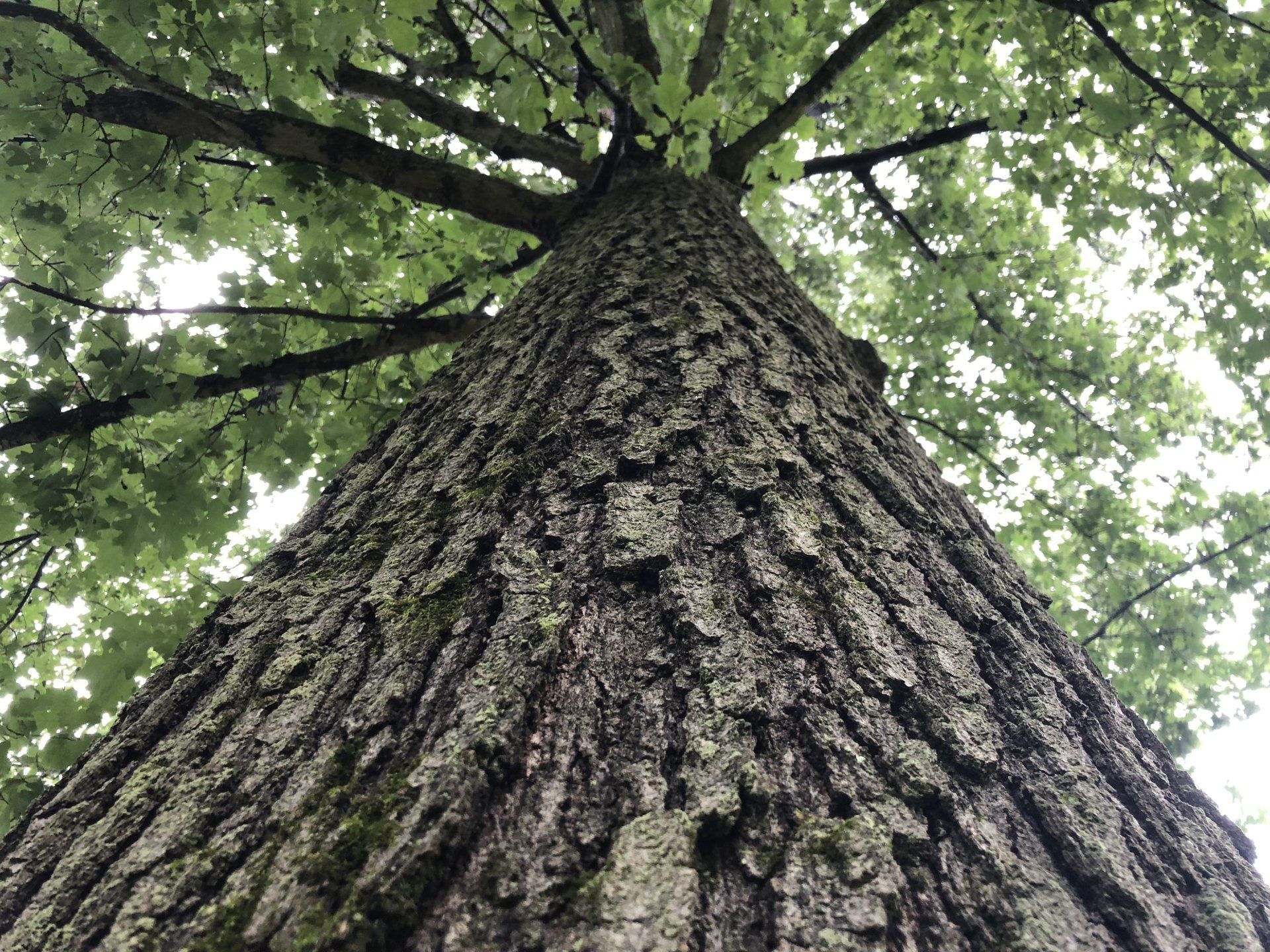 Looking up at the trunk of a tree with lots of leaves.
