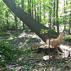 A large tree stump in the middle of a forest.