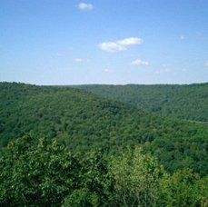 A view of a lush green forest covered hillside on a sunny day.