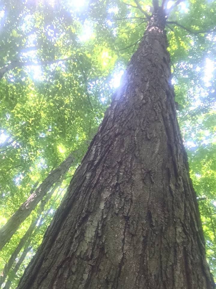 Looking up at a tall tree in a forest with the sun shining through the leaves.