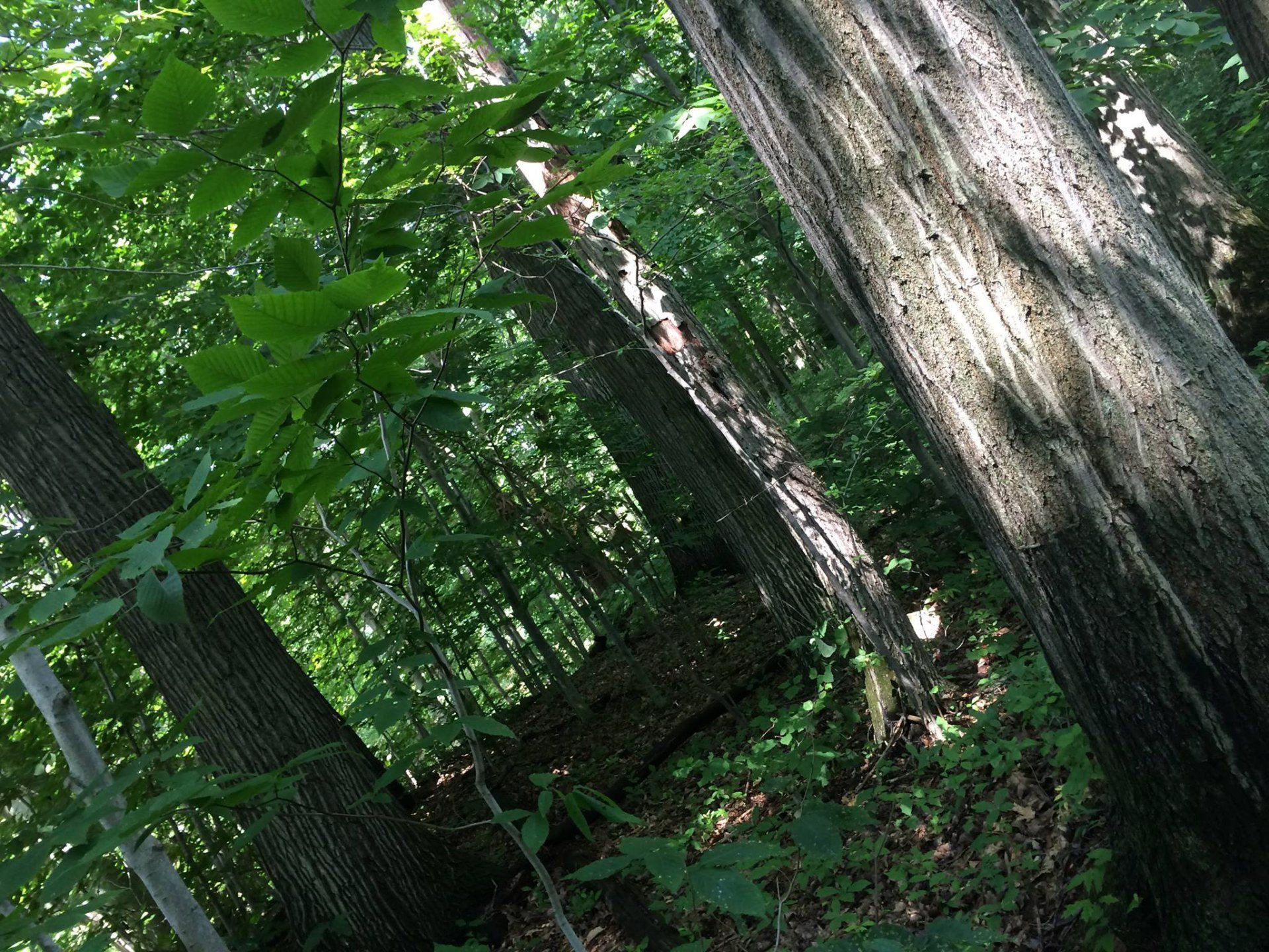 A dense forest with lots of trees and leaves