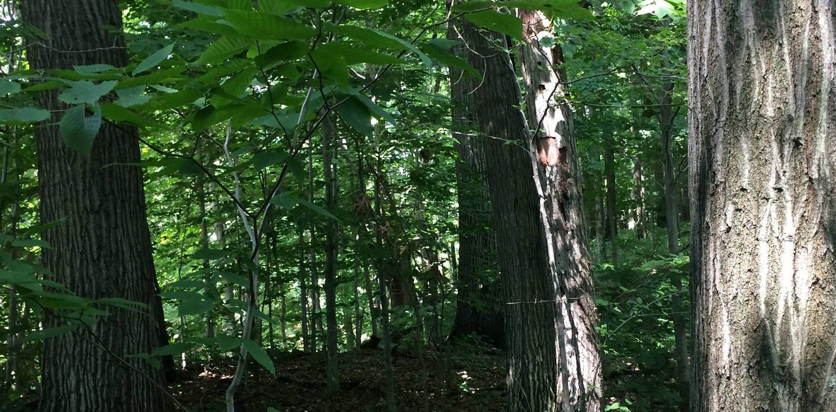 A dense forest with lots of trees and leaves