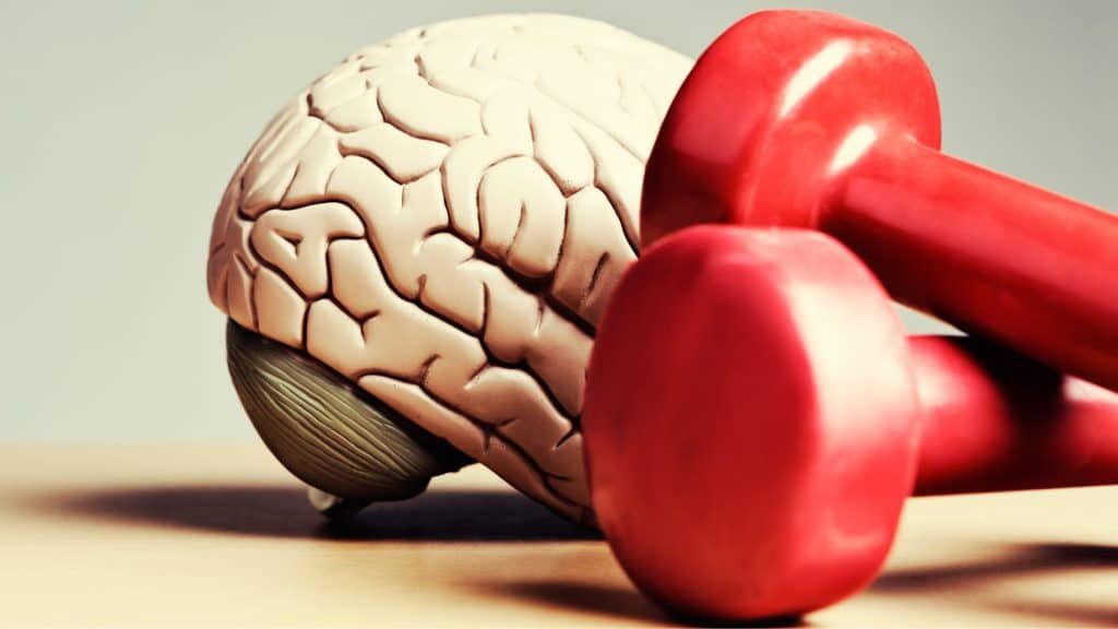 A model of a brain next to two red dumbbells