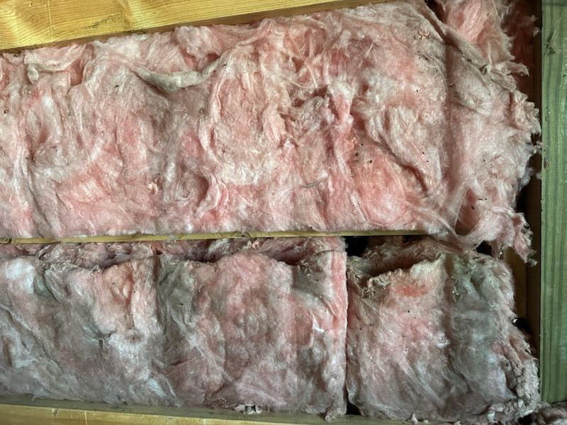 Pink fiberglass insulation, moldy with dark patches, between wooden studs.