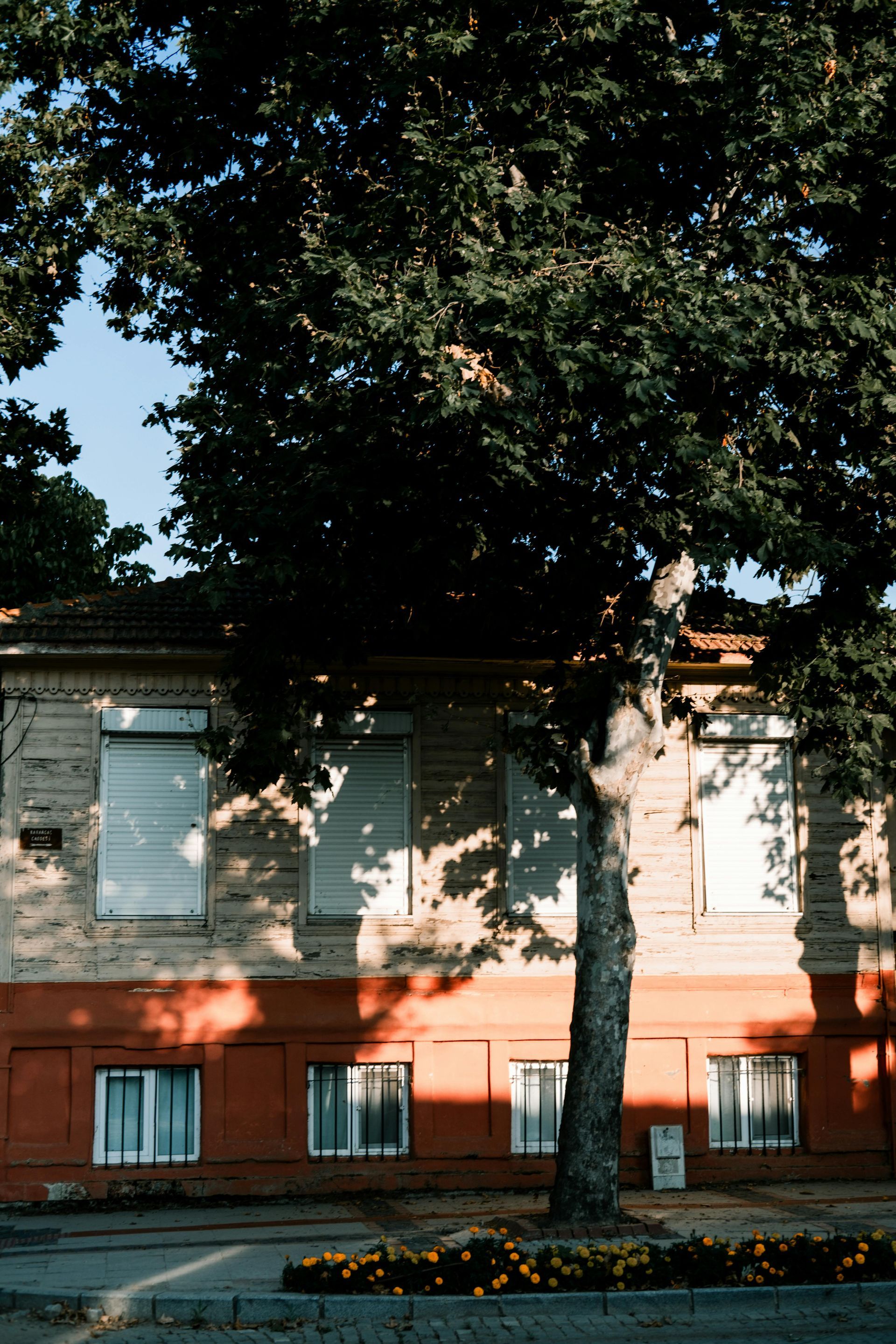Large oak tree overhanging residential building with fallen leaves and debris scattered on sidewalk