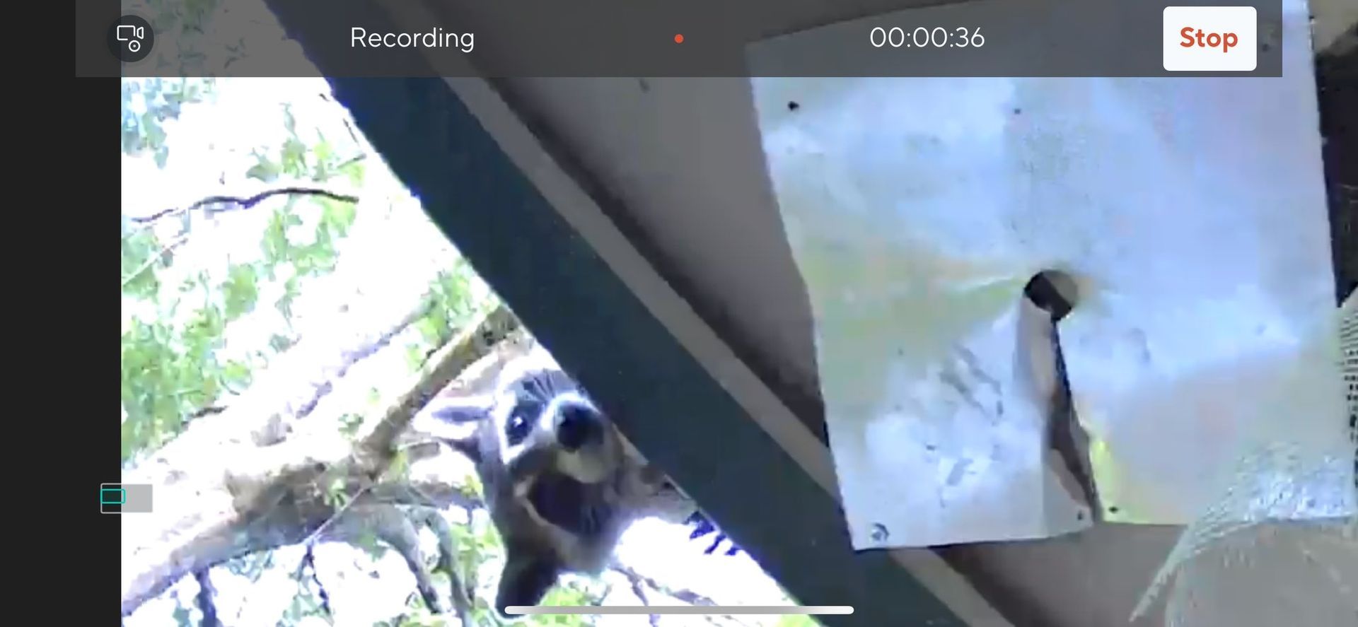 Raccoon peeking from under a roof, near a torn piece of white paper with a hole in it.