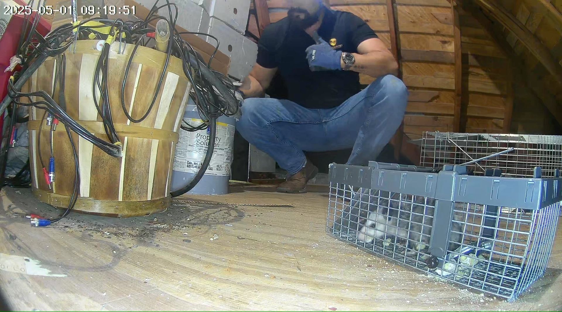 Man wearing a face mask and gloves squats near two metal animal traps in an attic. Wires and debris surround him.