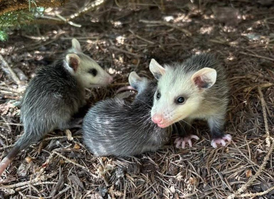 Three baby opossums huddled together on a bed of dry leaves. One looks at the camera.