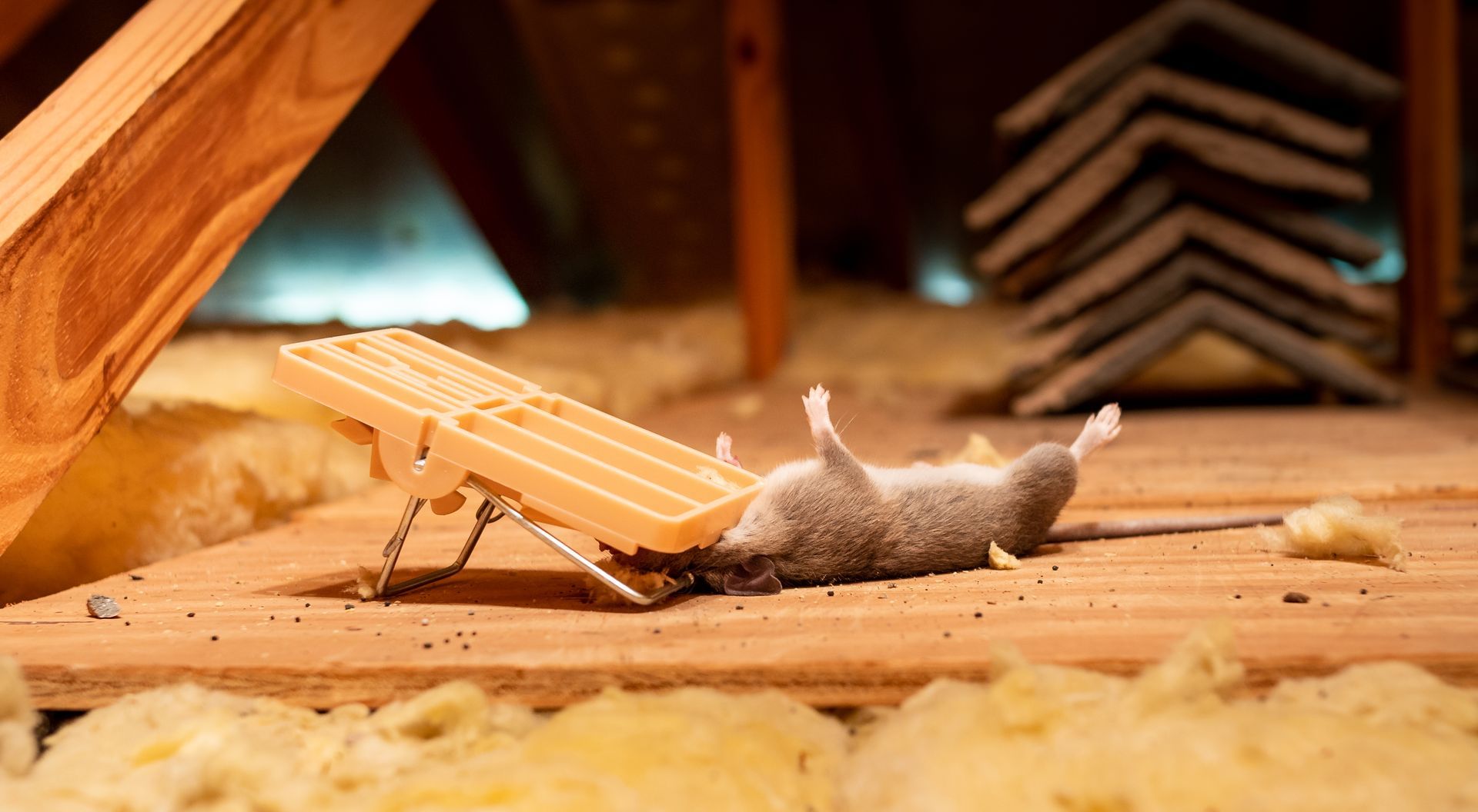 Dead mouse on back near a mousetrap in attic.